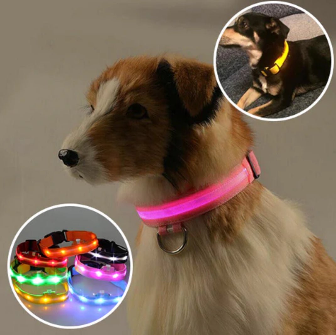 pimpy collier_pour_chien collar_dog collier_rose_en_nylon collier_chien_résistant_pour_gros_chien collier_reflechissant_pour_chien alicia_pimprenelle pimprenelle_marque pimprenelle