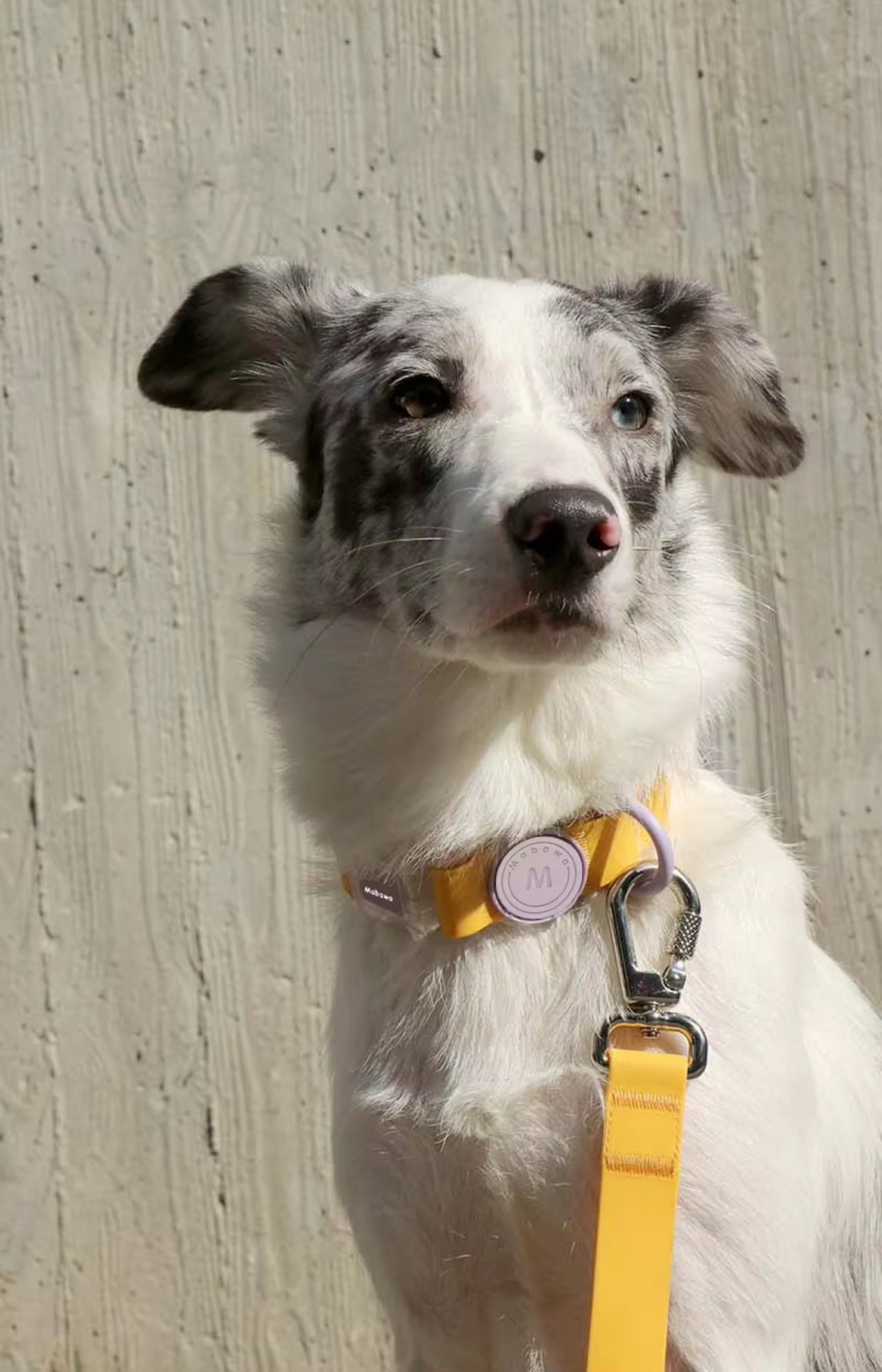 pimpy collier_pour_chien collar_dog collier_rose_en_nylon collier_chien_résistant_pour_gros_chien collier_reflechissant_pour_chien alicia_pimprenelle pimprenelle_marque pimprenelle