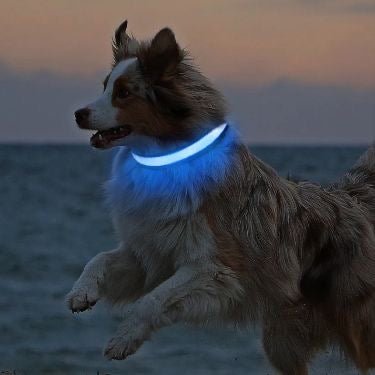 pimpy collier_pour_chien collar_dog collier_rose_en_nylon collier_chien_résistant_pour_gros_chien collier_reflechissant_pour_chien alicia_pimprenelle pimprenelle_marque pimprenelle
