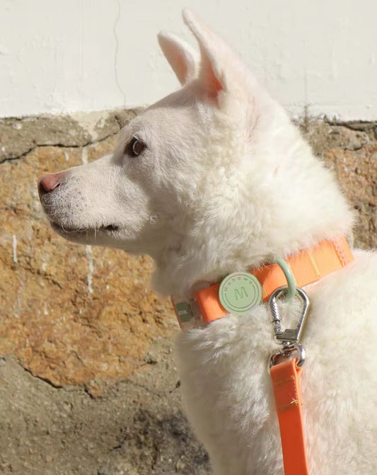 pimpy collier_pour_chien collar_dog collier_rose_en_nylon collier_chien_résistant_pour_gros_chien collier_reflechissant_pour_chien alicia_pimprenelle pimprenelle_marque pimprenelle